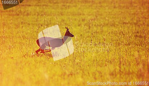 Image of Animal background. Roe-deer