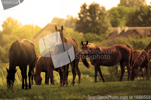 Image of Horses on the field