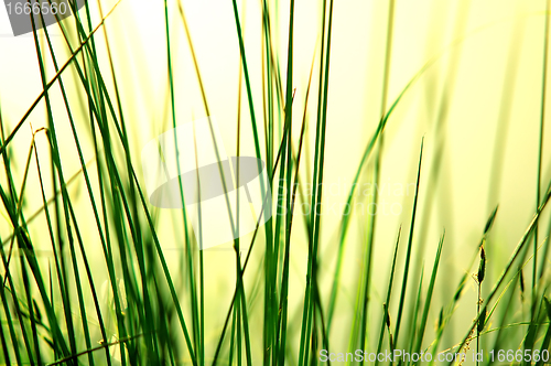 Image of Grass background