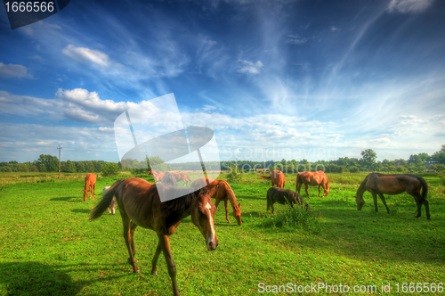 Image of Wild horses on the field