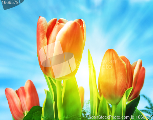 Image of Beautiful spring tulips background