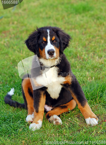 Image of Portrait of puppy Bernese mountain dog 