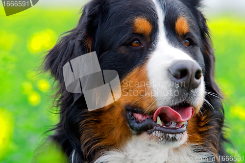 Image of Bernese Mountain Dog portrait