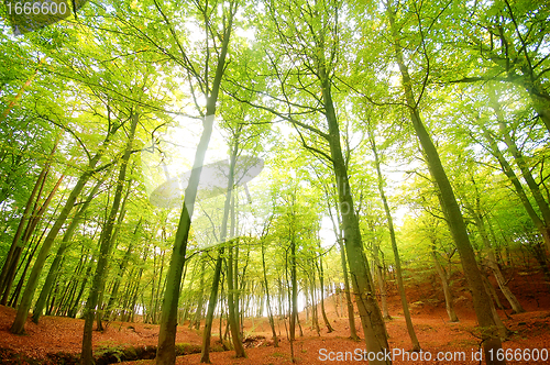 Image of Autumn forest