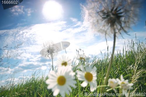 Image of Fresh meadow background