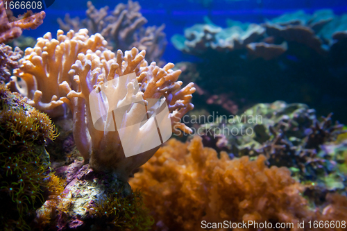 Image of Underwater life. Coral reef, fish.