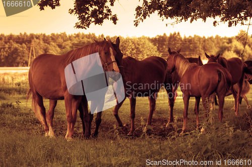 Image of Horses on the field