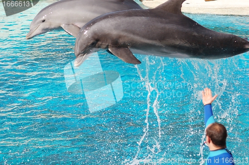 Image of Dolphins show