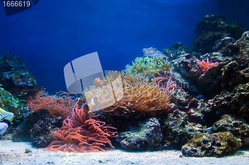 Image of Underwater life, Fish, coral reef