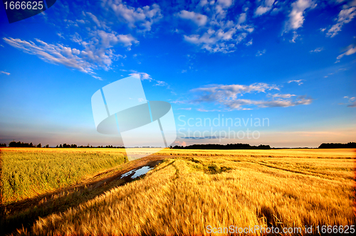 Image of Wheat field 
