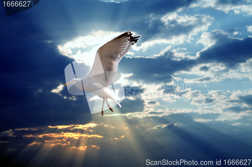 Image of Majestic bird against sunset sky