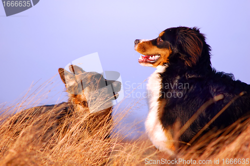Image of Bernese mountain dog 