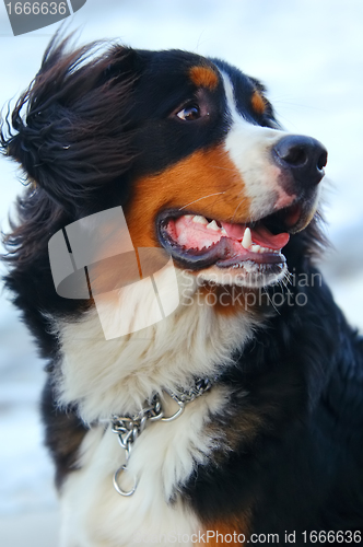 Image of Beautiful dog portrait