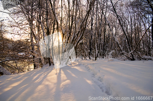 Image of Winter white forest