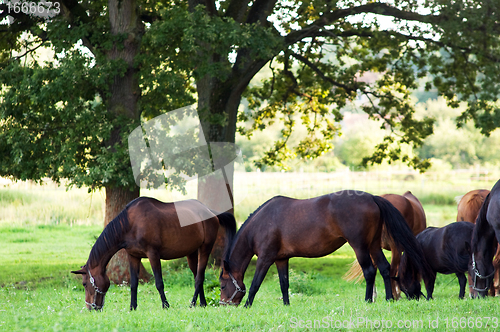 Image of Horses on the field