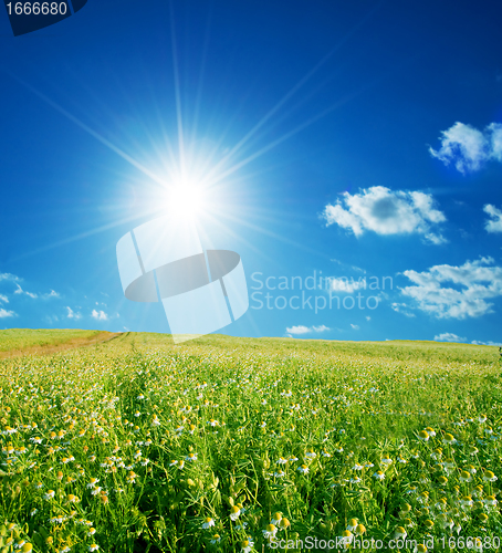 Image of Spring field with flowers and blue sky