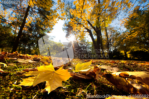 Image of Fall autumn park. Falling leaves