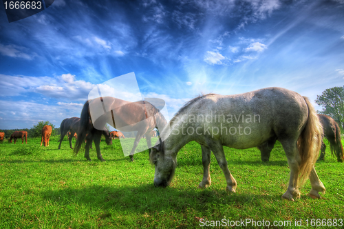 Image of Wild horses on the field