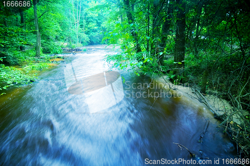 Image of Forest stream running fast