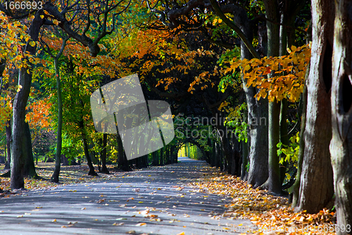 Image of Alley with falling leaves in fall park