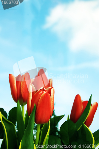 Image of Tulips background