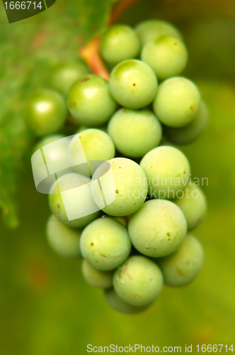 Image of Green grapes