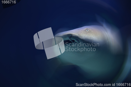 Image of Shark in abstract action, motion.