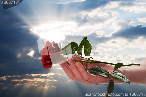 Image of Holding red rose in romantic scenery