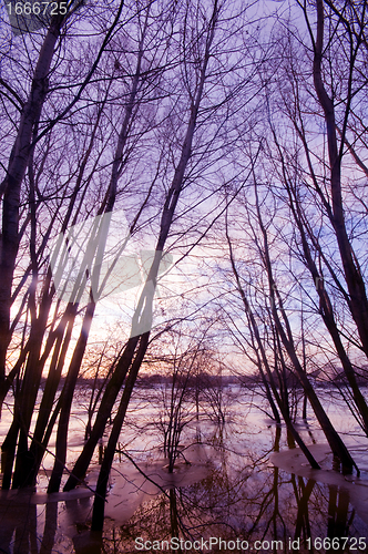 Image of Trees in water, sunset sunset