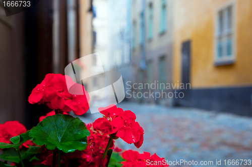 Image of Stockholm, Sweden. Roses in the old town