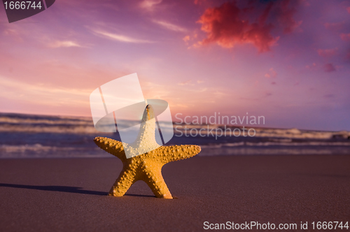 Image of Starfish on the beach at sunset