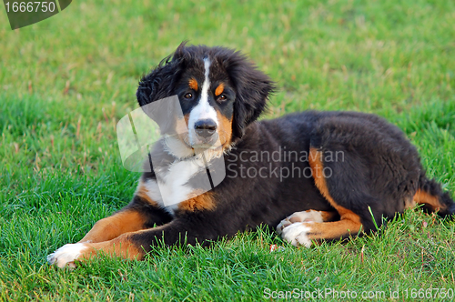 Image of Portrait of puppy Bernese mountain dog 