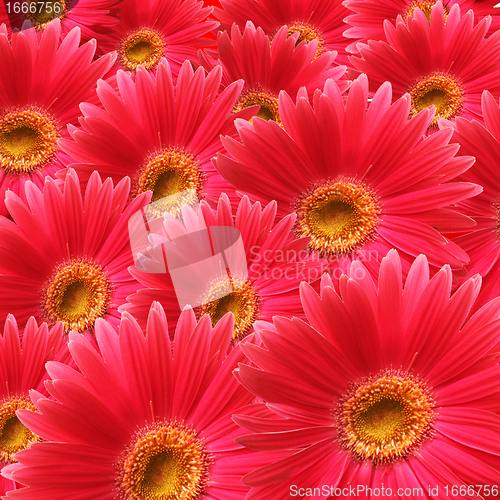Image of Flowers background