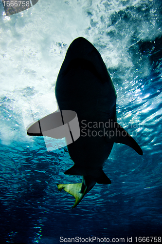 Image of Shark silhouette underwater