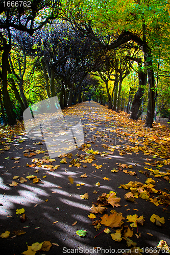 Image of Alley with falling leaves in fall park