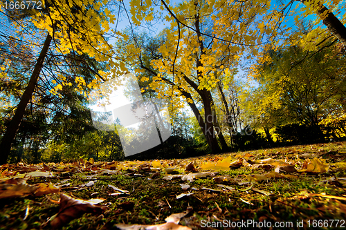 Image of Fall autumn park. Falling leaves