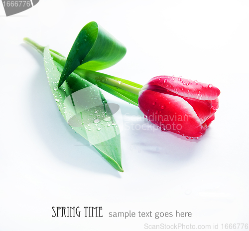 Image of Fresh spring tulip on white