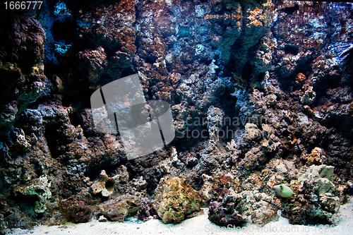 Image of Underwater life, Fish, coral reef