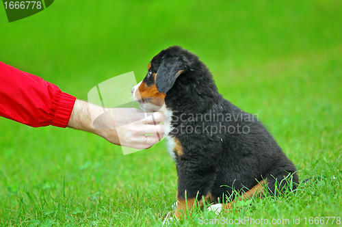 Image of Playing with Bernese mountain dog