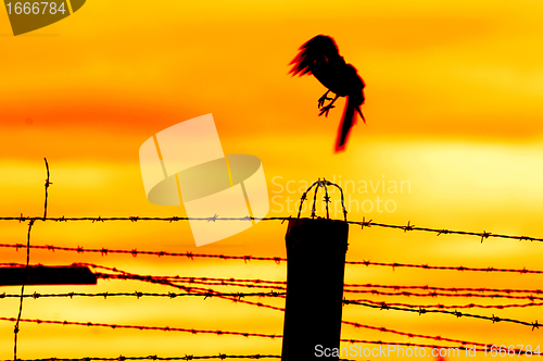 Image of Bird flying off from prison fence