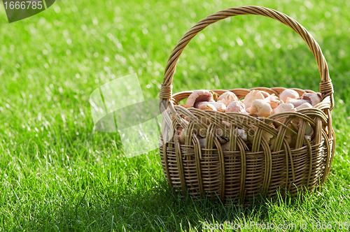 Image of Basket of fresh mushrooms