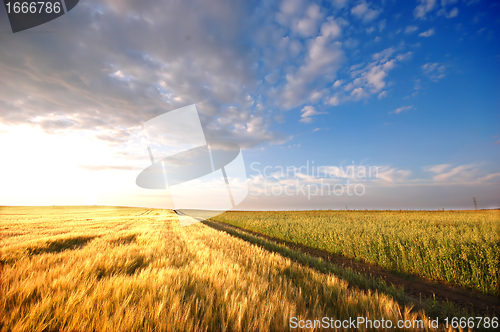 Image of Sunset field