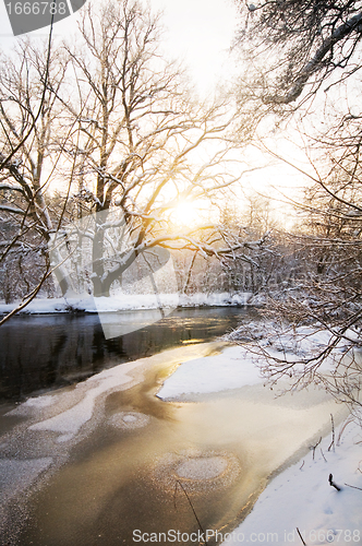 Image of Winter white forest