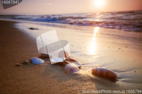 Image of Sea shells on sand