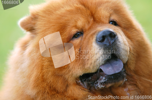 Image of Portrait of Chow Chow Dog