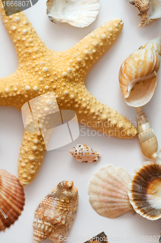 Image of Starfish and shells