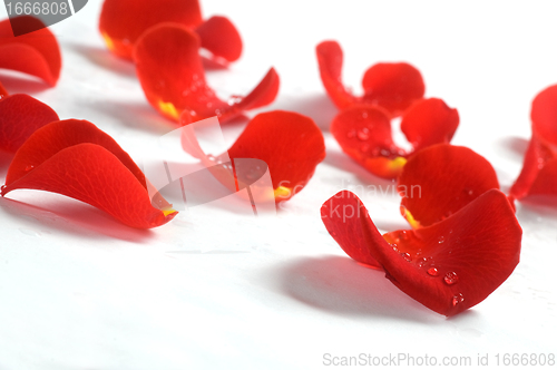 Image of Rose petals on white background