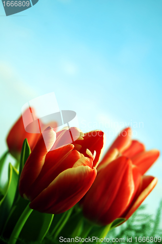 Image of Tulips background