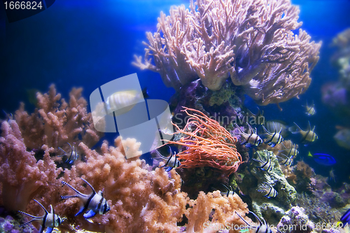 Image of Underwater life. Coral reef, fish.