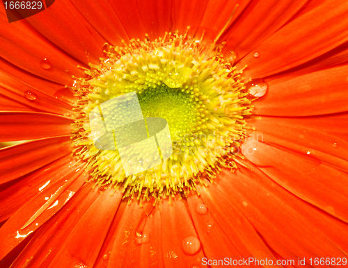 Image of Flower closeup